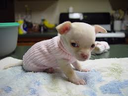 Vido d'un petit  mignon Bb Chihuahua